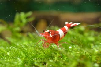 Cherry shrimp