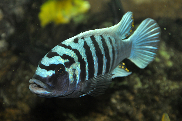 Image of a zebra mbuna