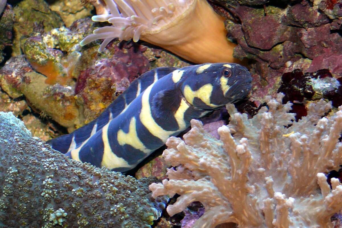 Image of an Engineer Goby