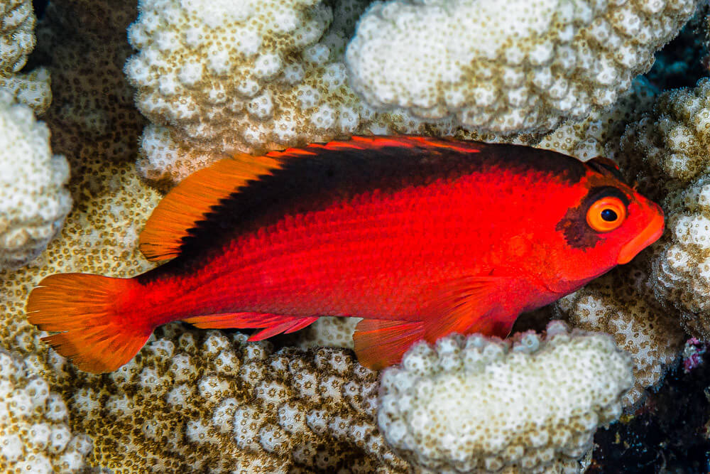 Image of a Flame Hawkfish Clownfish
