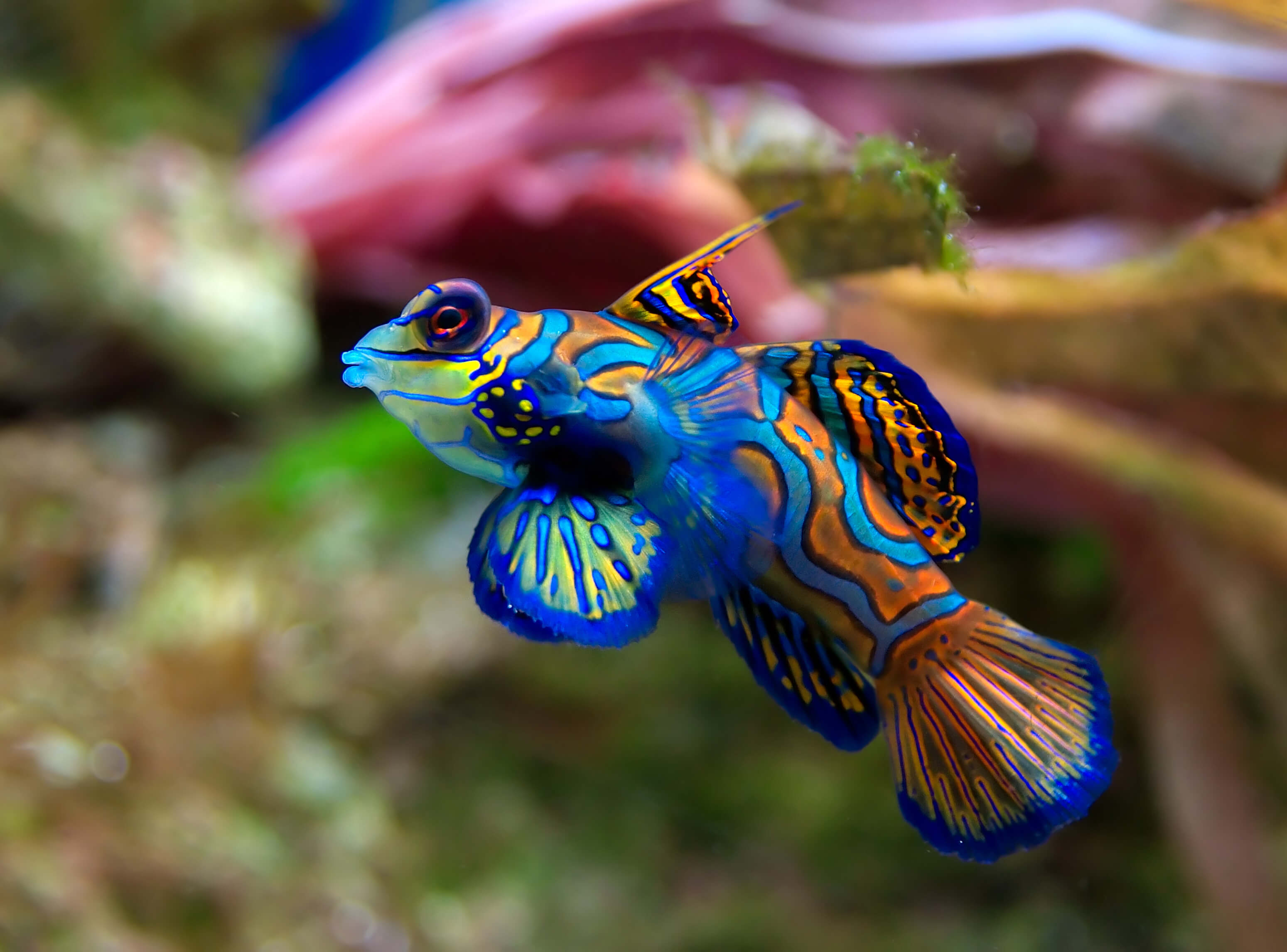 Image of a Green Mandarinfish