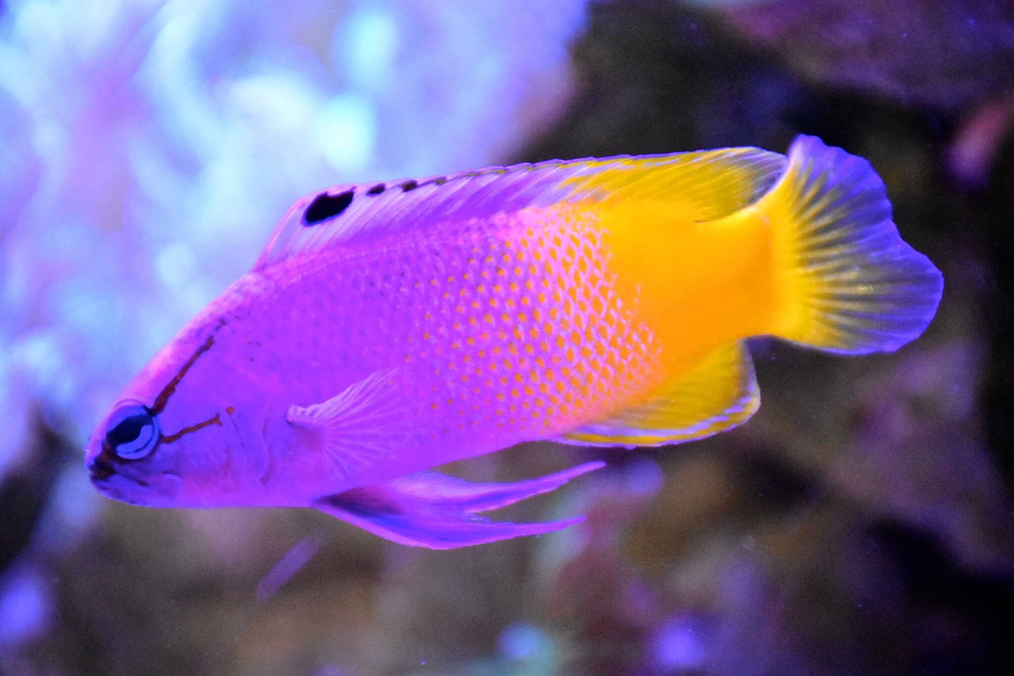 Image of a Royal Gramma
