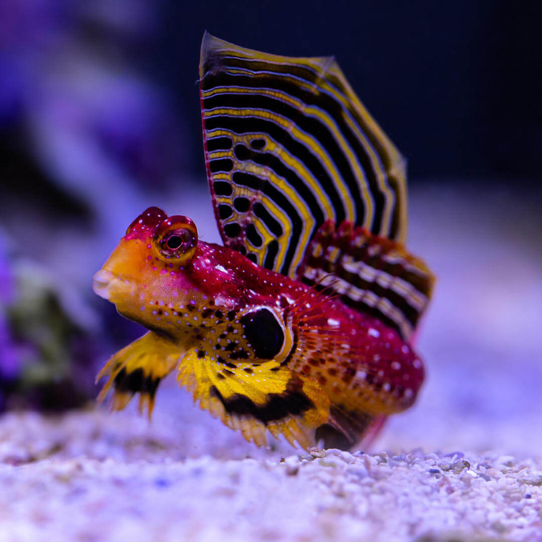 Image of a Ruby Red Dragonet