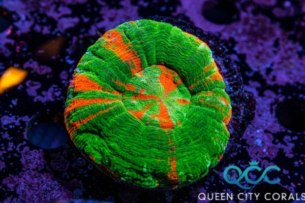 Image of a Bleeding Apple Scolymia