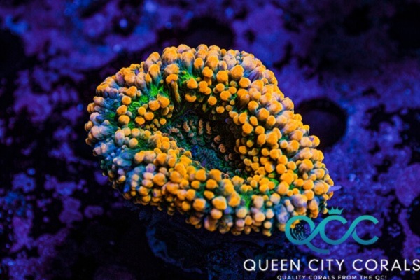 Image of a Bright Orange Lobophyllia
