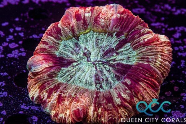 Image of a Red Ring Trachy
