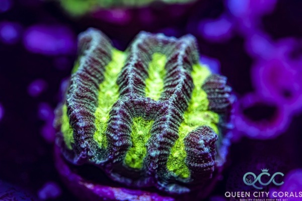 Image of Green Platygyra