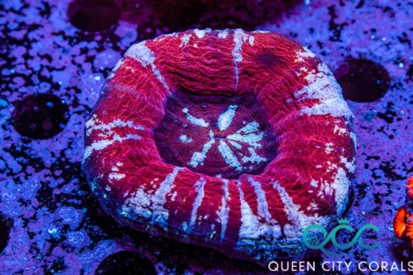 Image of a Jack Frost Scolymia