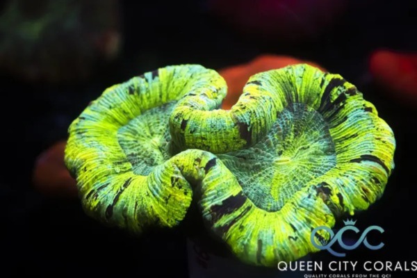 Image of a Lime Green Trachy