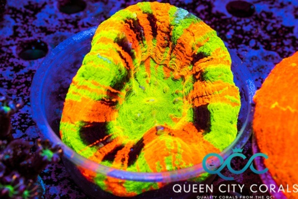 Image of a Master Scolymia