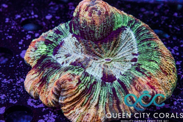 Image of a Rainbow Trachy