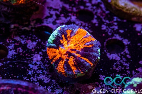 Image of a Warpaint Scolymia