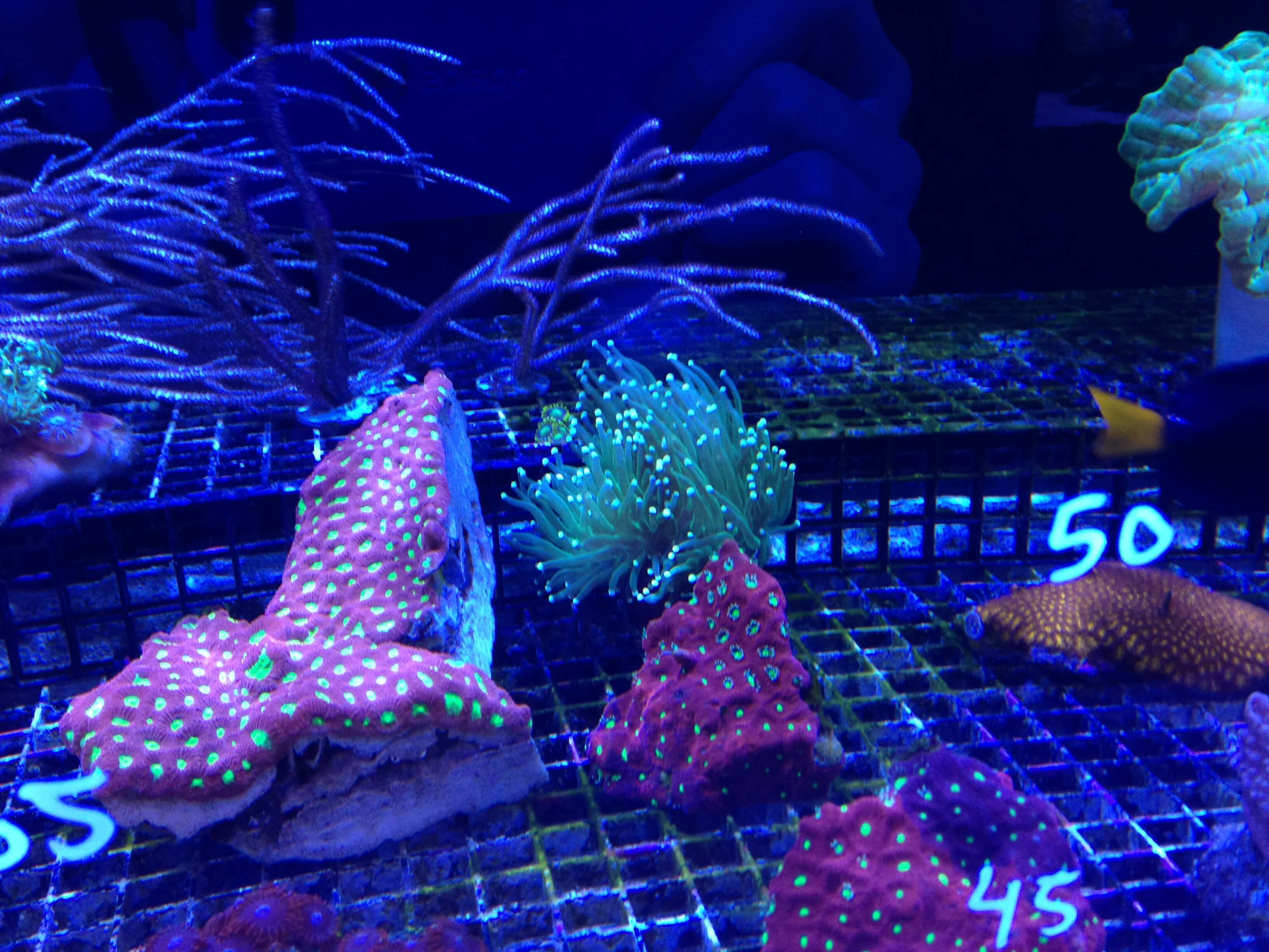 Image of Corals Being Sold