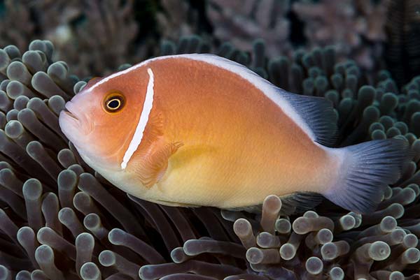 Image of a Pink Sunk Anemonefish