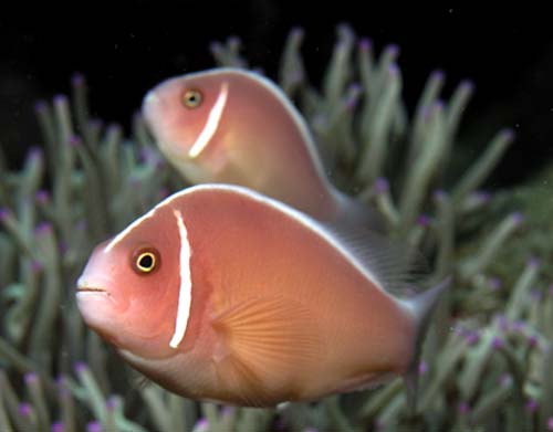 Image of a pink skunk anenomefish