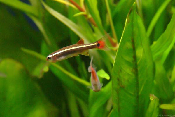 Image of a Cloud Minnow