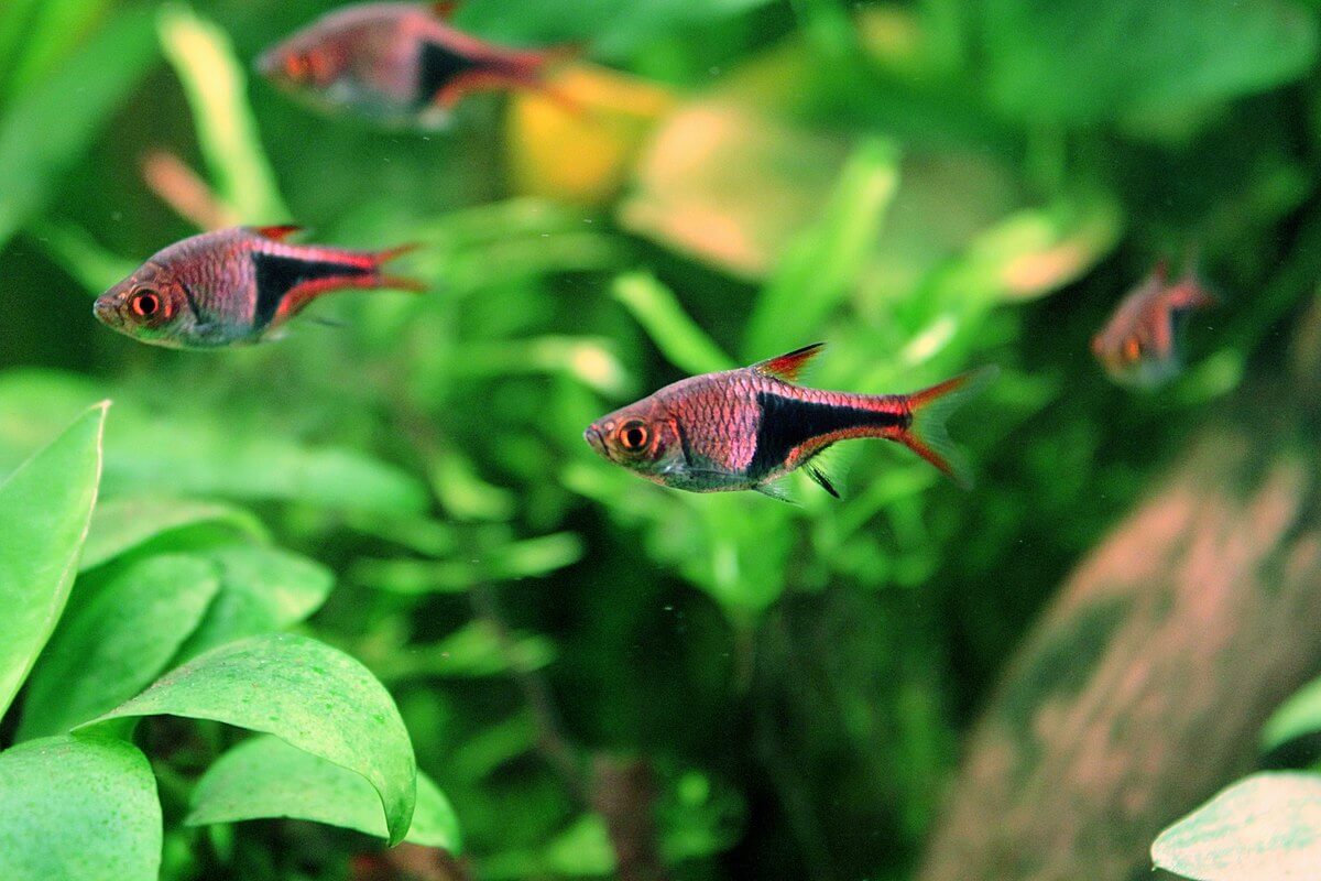 Image of a harlequin rasbora