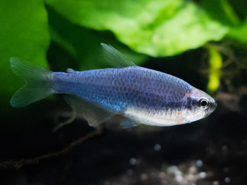Image of a green neon tetra fish