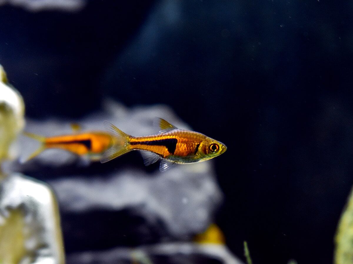 Image of a lambchop rasbora
