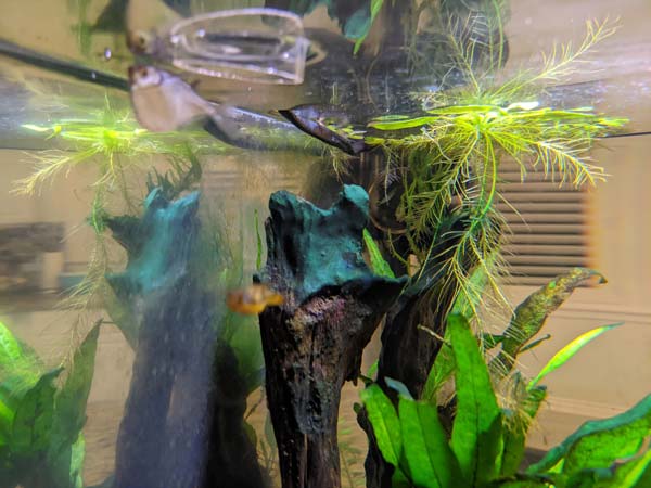 Image of Blue Green Algae