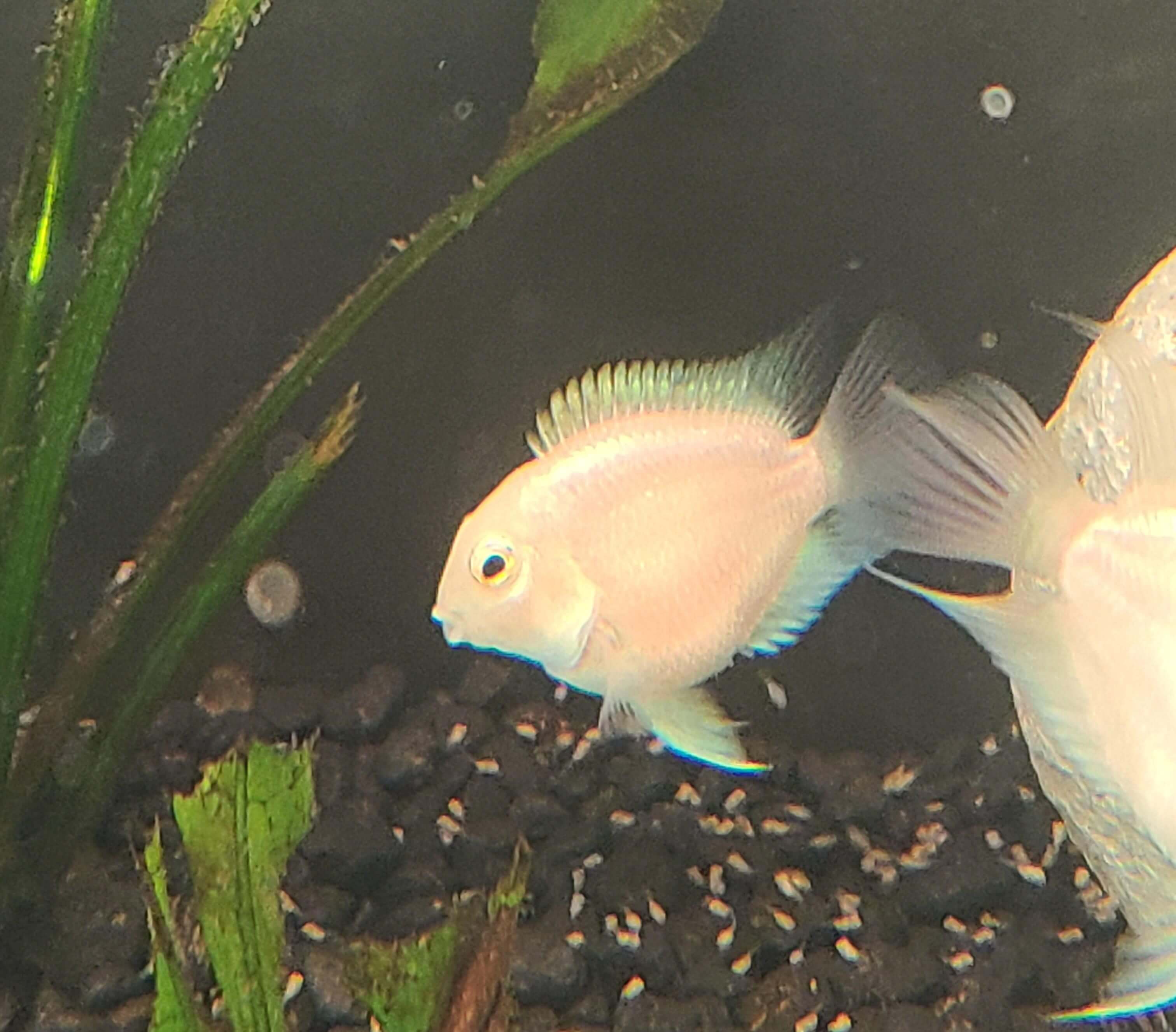Image of a Platinum Parrot Fish