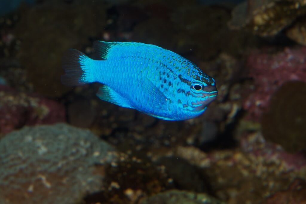 Image of a Blue Devil Damselfish