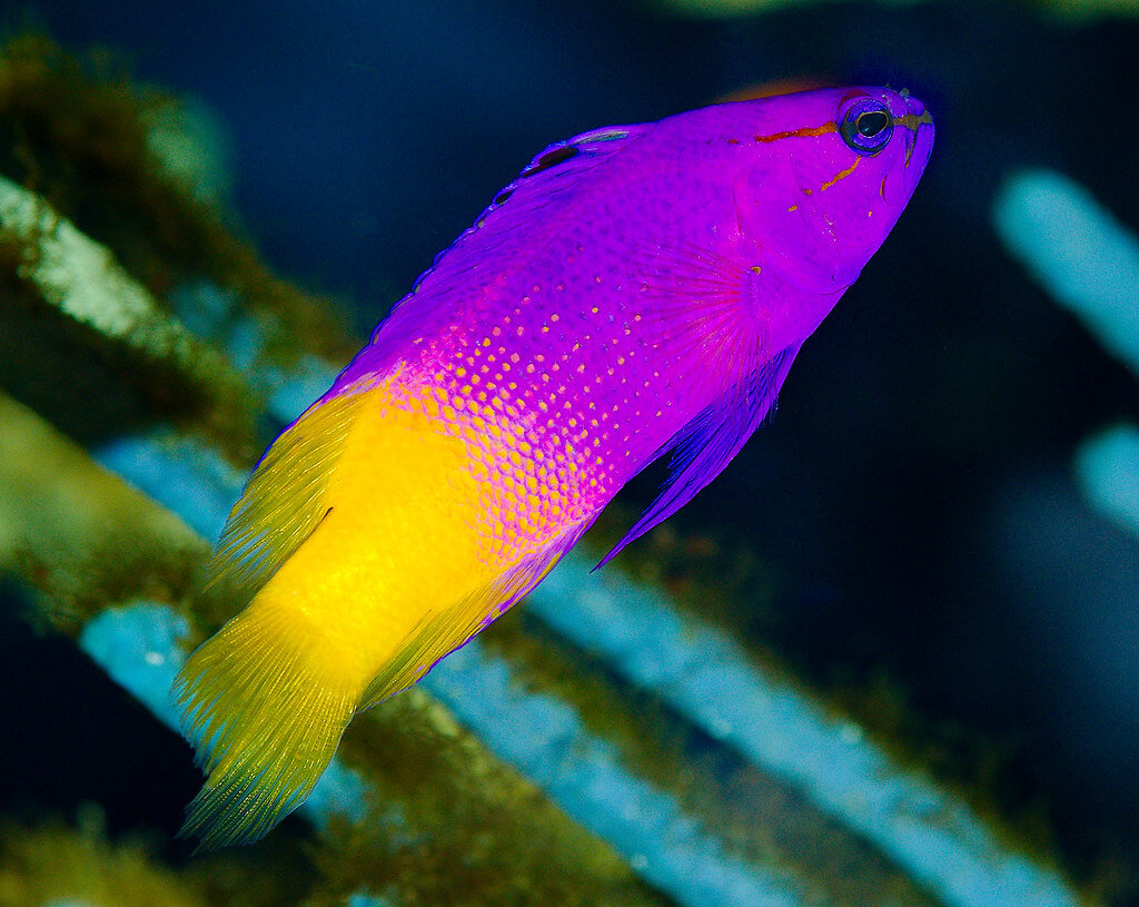 Image of a Royal Gramma