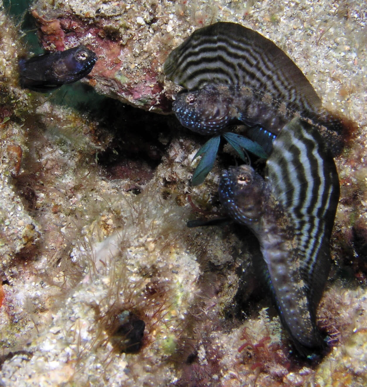 Image of a Sailfin Blenny