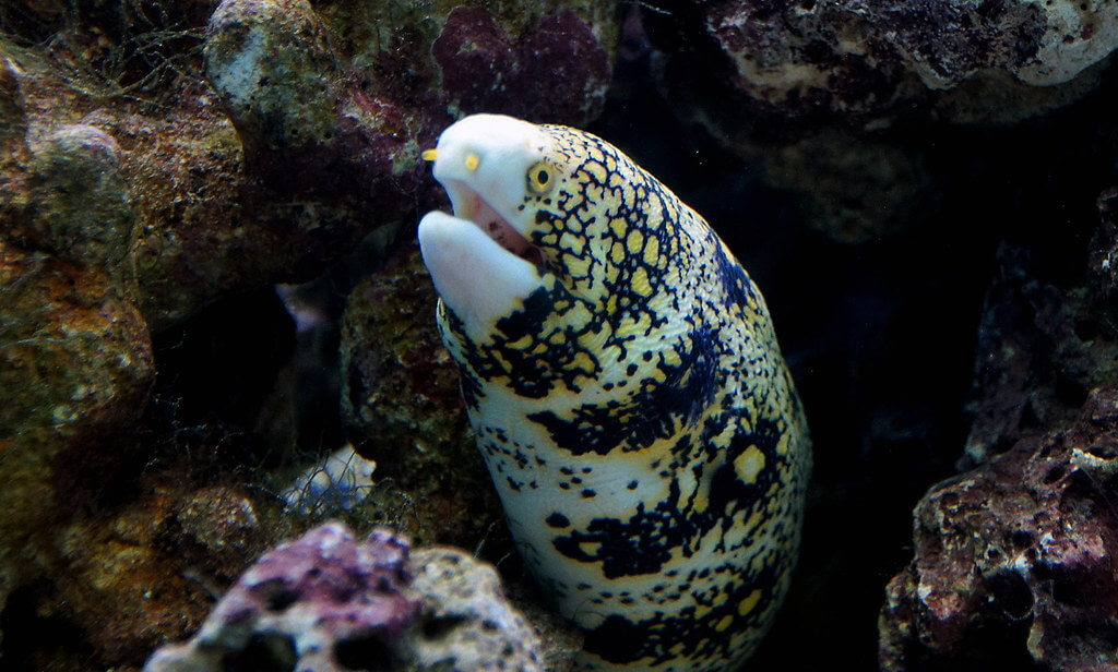 Image of a Snowflake Eel