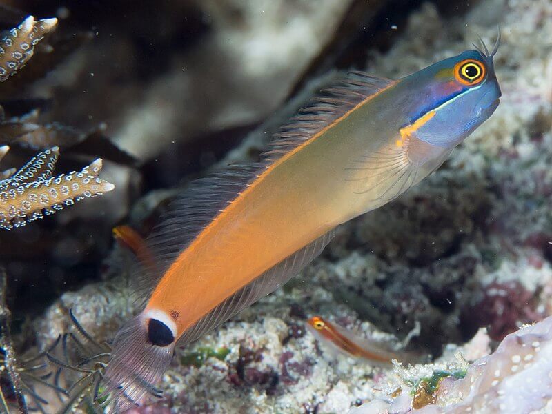 Image of a Tailspot Blenny