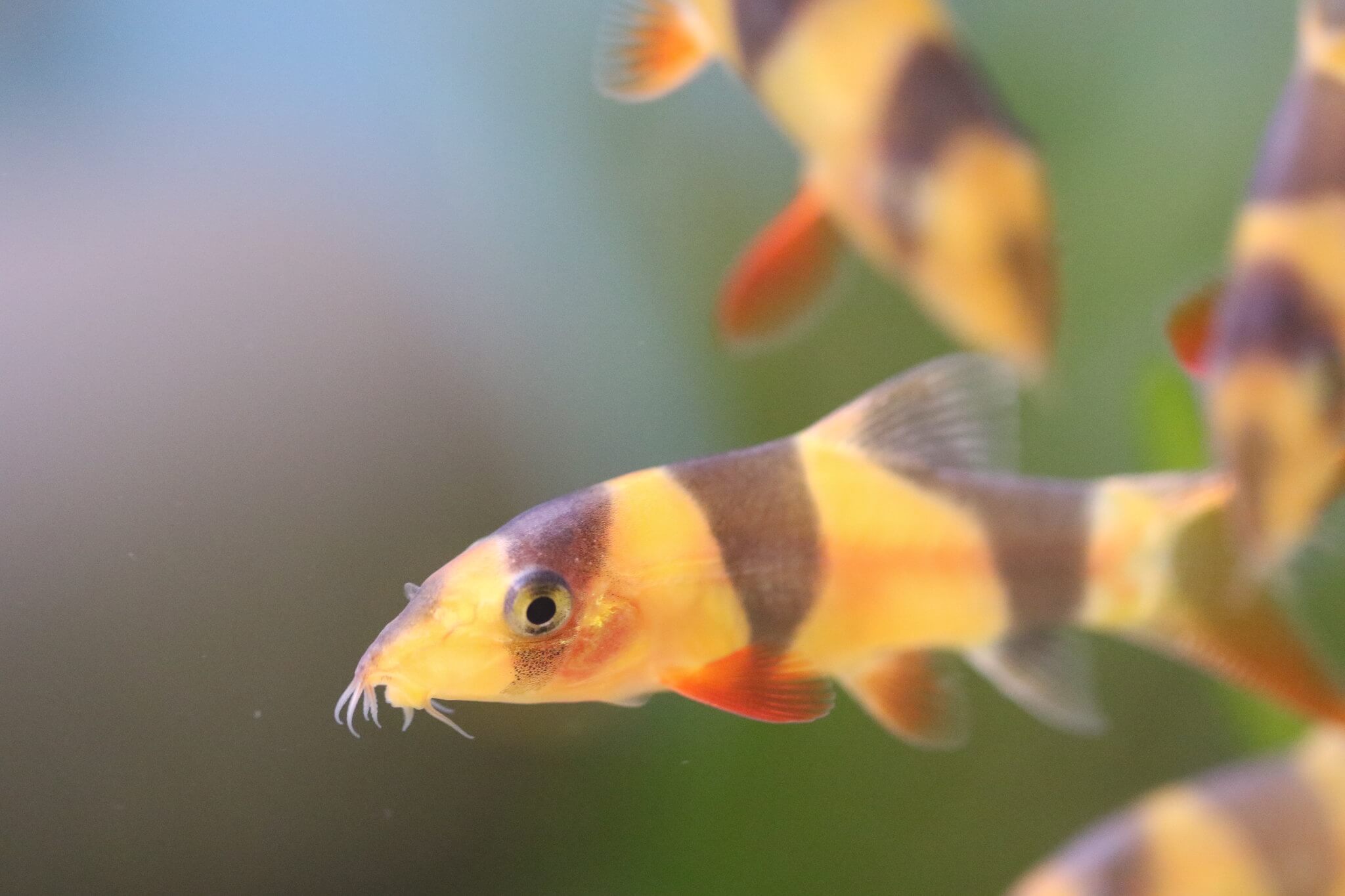 Image of a Monster Clown Loach