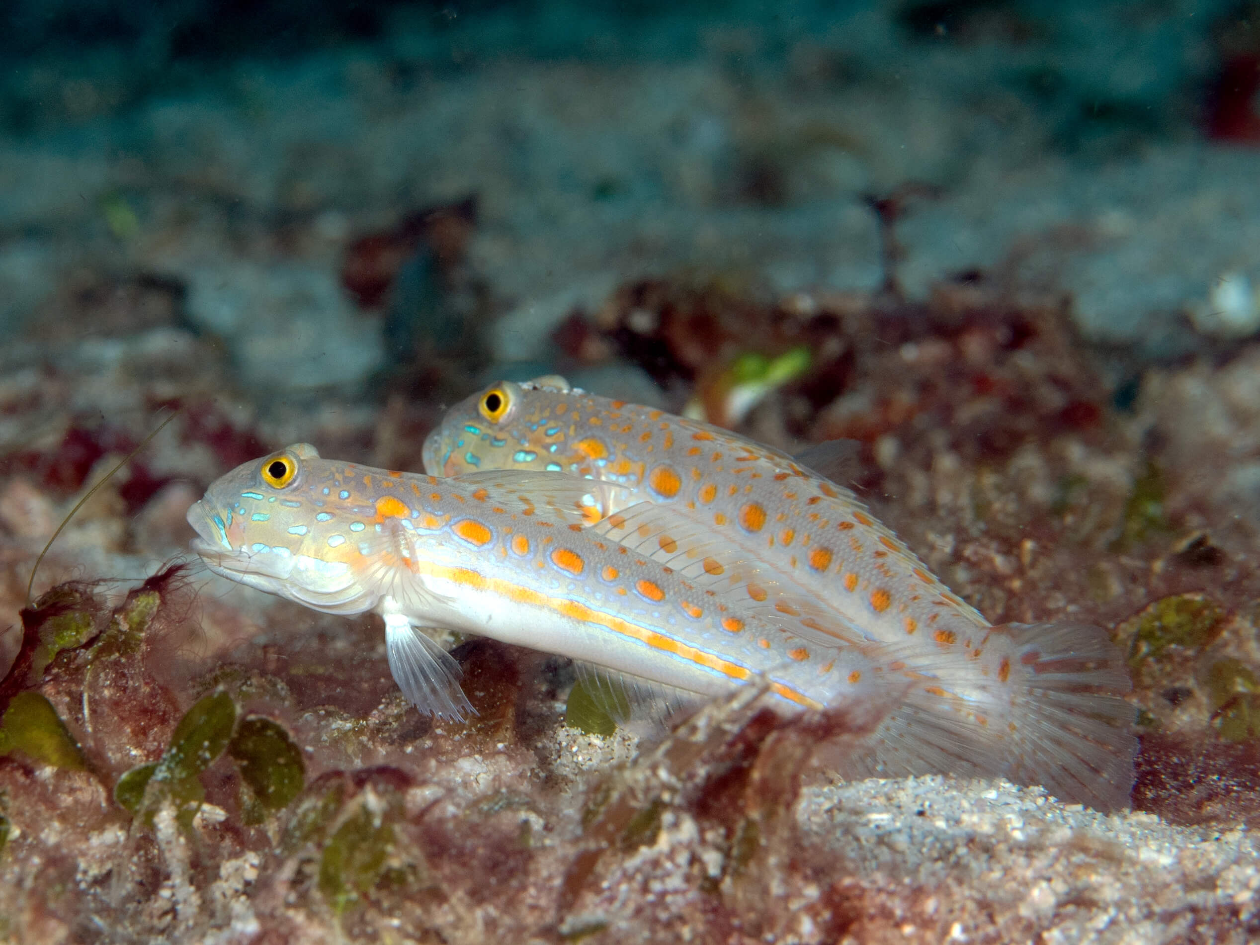 Image of a Diamond Goby
