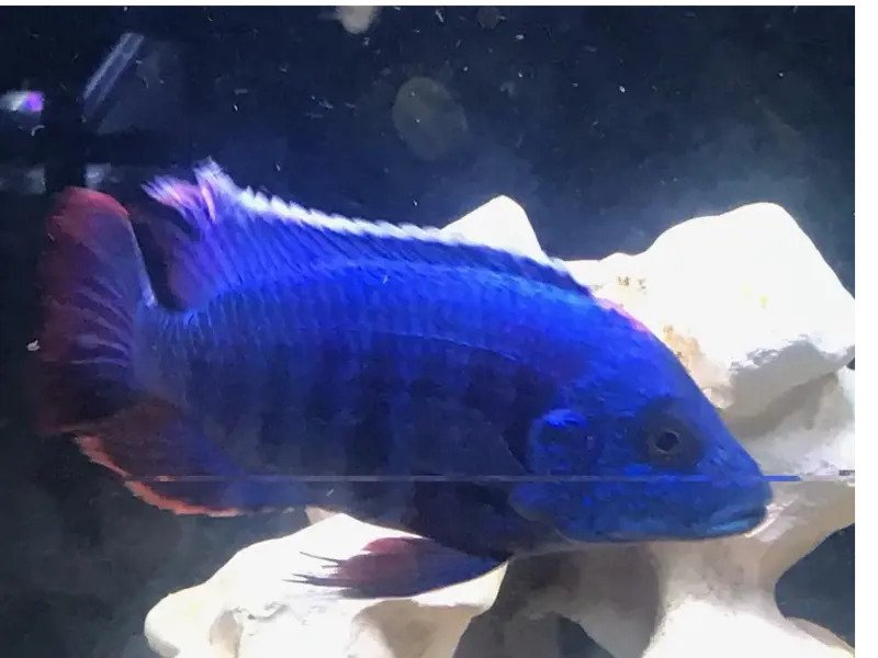 Image of a Blue Dragonblood Peacock