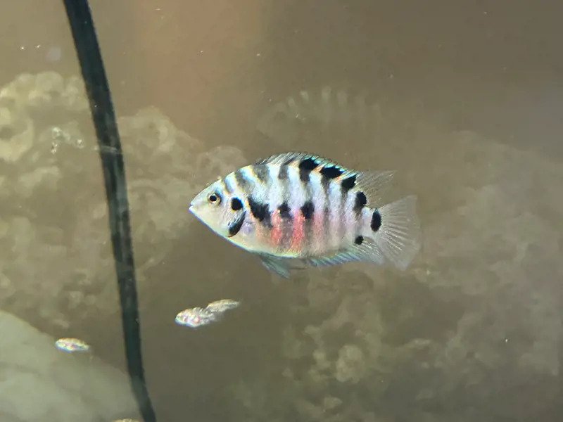 A Convict Cichlid