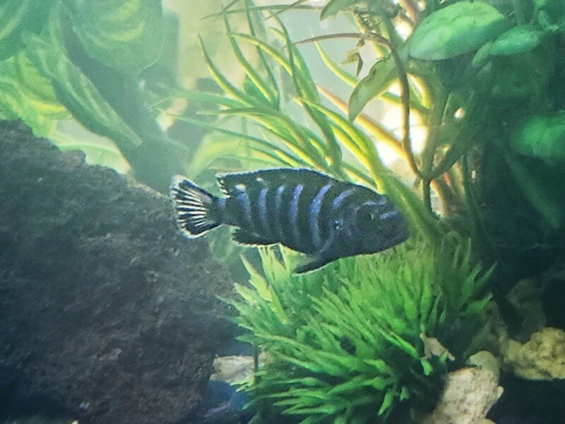 Image of a Demasoni Mbuna