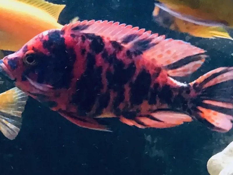 Image of a Dragonblood OB Peacock