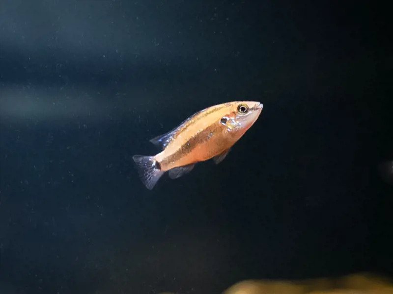 Image of a Turkana Jewel