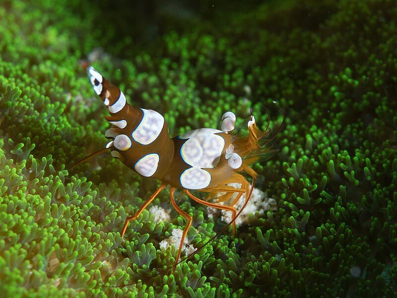 Image of Sexy Shrimp