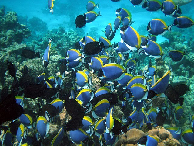 Powder Blue Tangs Shoaling