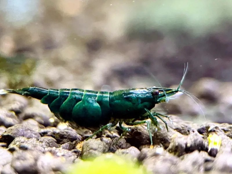 Image of a Green Jade Shrimp