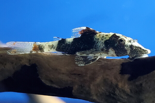 Bumblebee Otocinclus