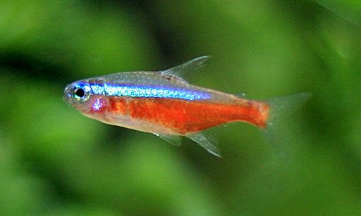 A Cardinal Tetra