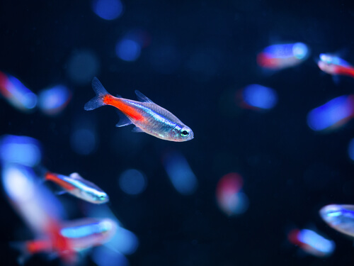Image of a Neon Tetra