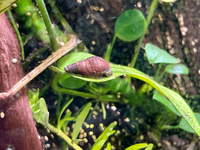 Malasyian Trumpet Snail