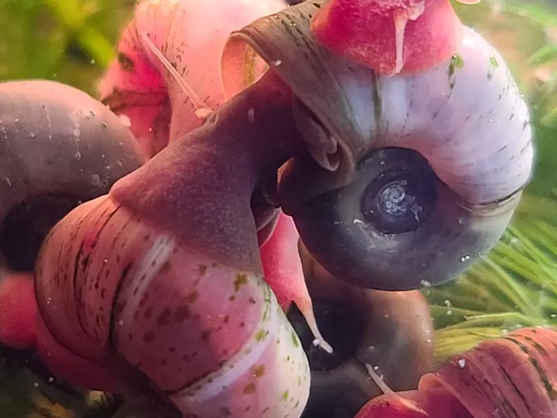 A Red Ramshorn Snail