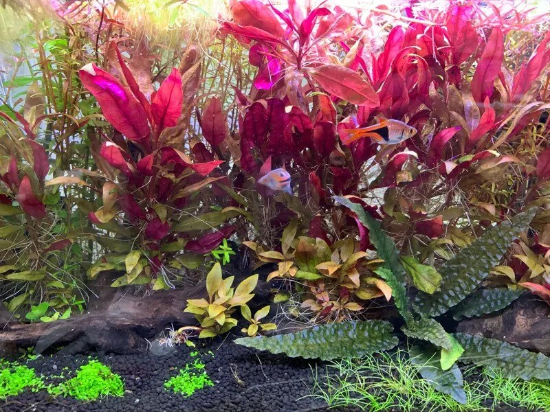 Alternanthera Reineckii Scarlet Temple