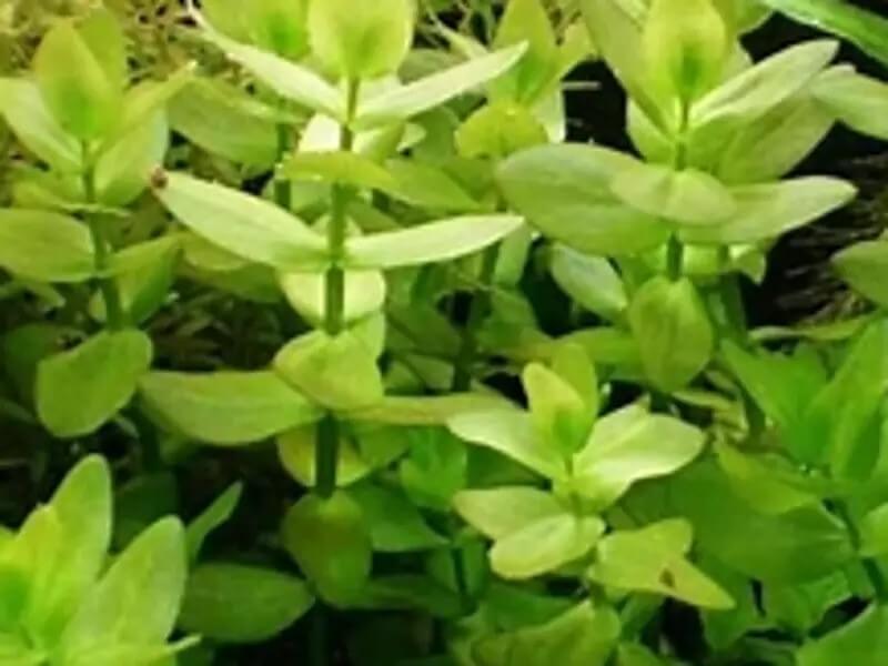 Bacopa monnieri