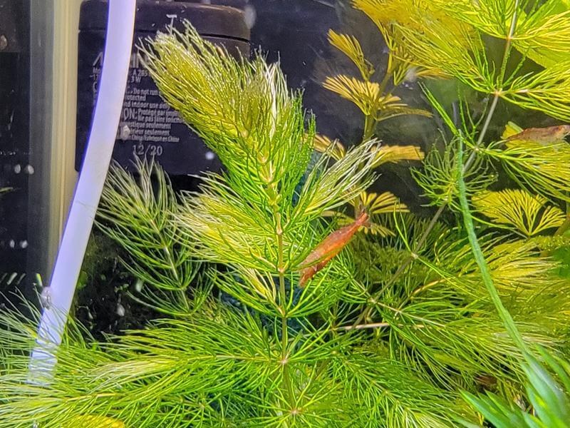 Hornwort