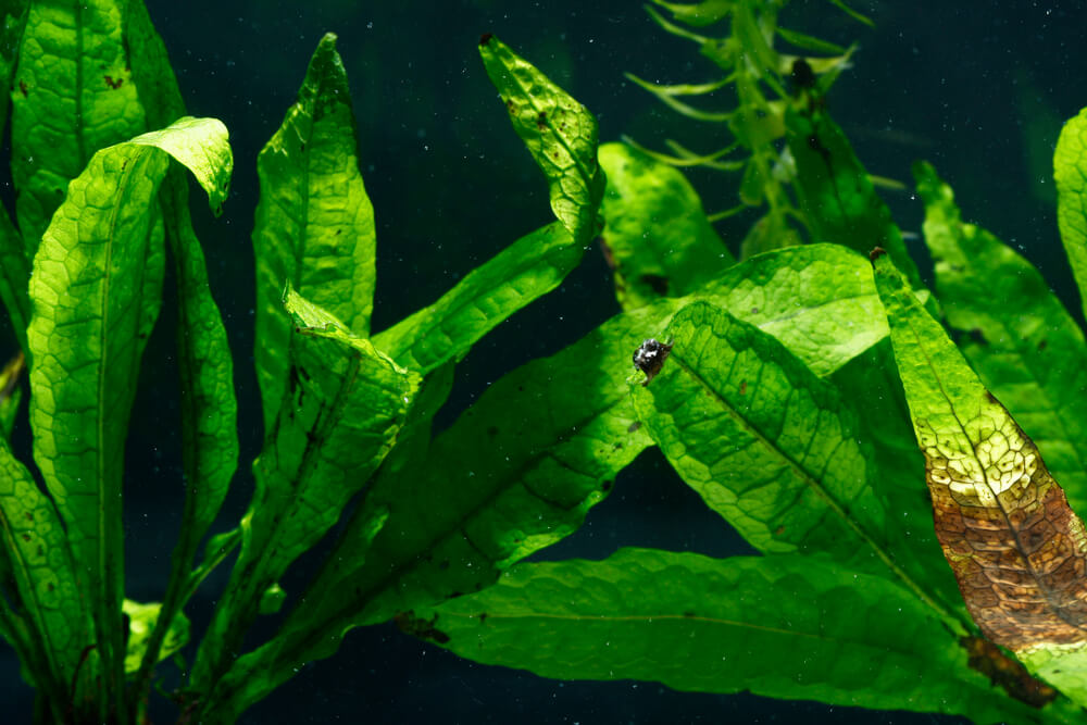 A Planted Aquarium
