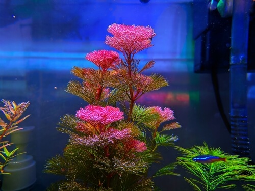 Pink Cabomba